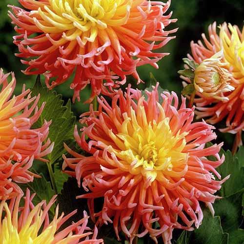 Георгина кактусовая Alfred Grille (Альфред Грилль) Георгина кактусовая Alfred Grille (Альфред Грилль)