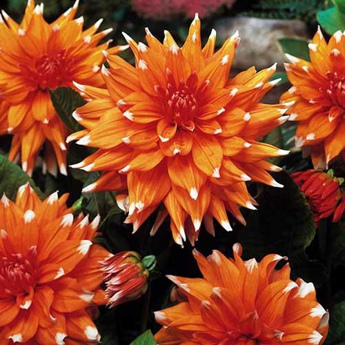 Георгина кактусовая Color Spectacle (Колор Спектакль) Георгина кактусовая Color Spectacle (Колор Спектакль)