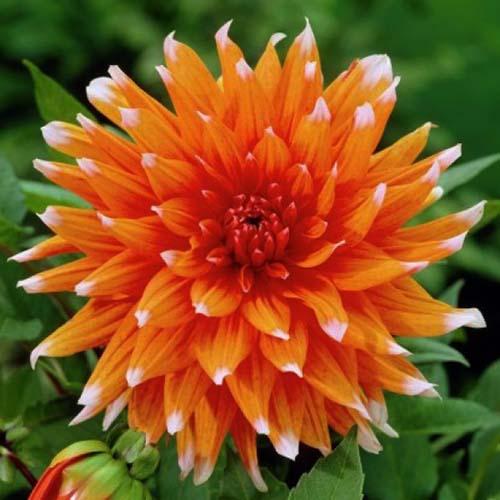 Георгина кактусовая Color Spectacle (Колор Спектакль) Георгина кактусовая Color Spectacle (Колор Спектакль)