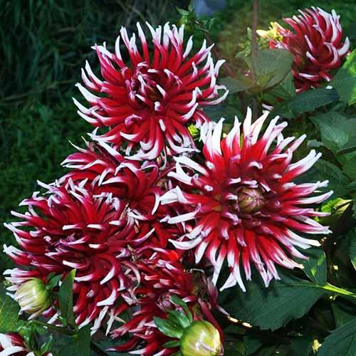 Георгина кактусовая Friquolet (Фриколет) Георгина кактусовая Friquolet (Фриколет)