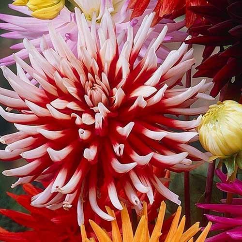 Георгина кактусовая Friquolet (Фриколет) Георгина кактусовая Friquolet (Фриколет)