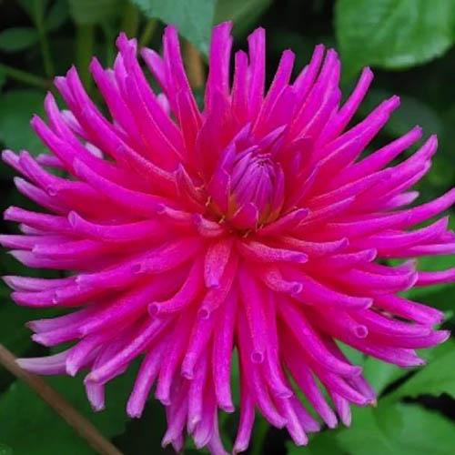 Георгина кактусовая Purple Gem (Пурпл Джем) Георгина кактусовая Purple Gem (Пурпл Джем)