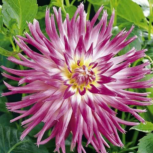 Георгина кактусовая Veritable (Веритабль) Георгина кактусовая Veritable (Веритабль)