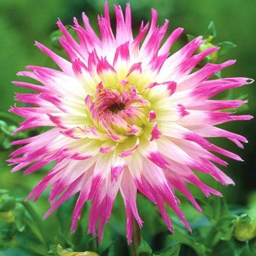 Георгина кактусовая Veritable (Веритабль) Георгина кактусовая Veritable (Веритабль)