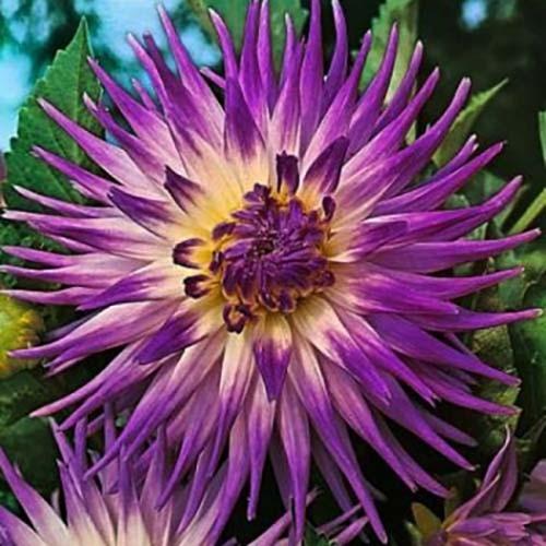 Георгина кактусовая Veritable (Веритабль) Георгина кактусовая Veritable (Веритабль)