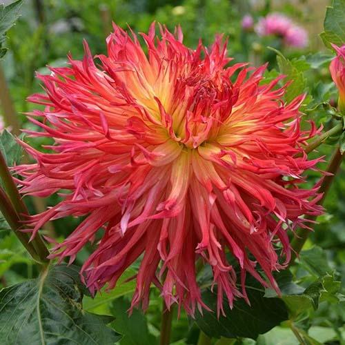 Георгина бахромчатая Karen (Карен) Георгина бахромчатая Karen (Карен)