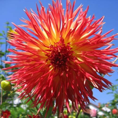 Георгина бахромчатая Karen (Карен) Георгина бахромчатая Karen (Карен)