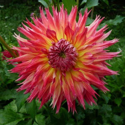 Георгина бахромчатая Lindsay Michelle (Линдсэй Мишель) Георгина бахромчатая Lindsay Michelle (Линдсэй Мишель)