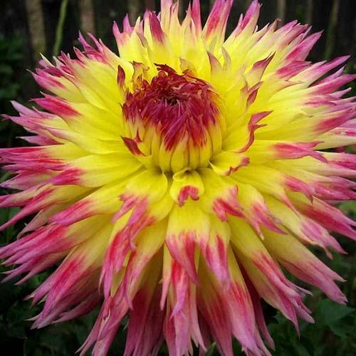 Георгина бахромчатая Lindsay Michelle (Линдсэй Мишель) Георгина бахромчатая Lindsay Michelle (Линдсэй Мишель)