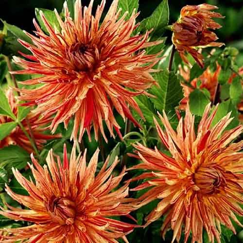 Георгина бахромчатая Reijmans Firecracker (Рейманс Файркрэкер) Георгина бахромчатая Reijmans Firecracker (Рейманс Файркрэкер)