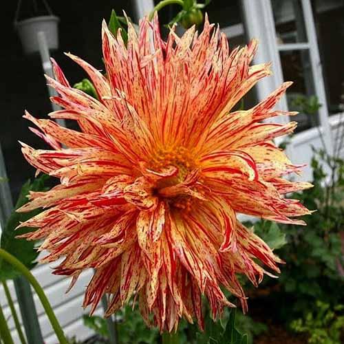 Георгина бахромчатая Reijmans Firecracker (Рейманс Файркрэкер) Георгина бахромчатая Reijmans Firecracker (Рейманс Файркрэкер)