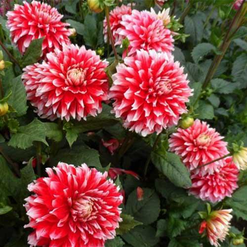 Георгина помпонная Noel (Ноэль) Георгина помпонная Noel (Ноэль)