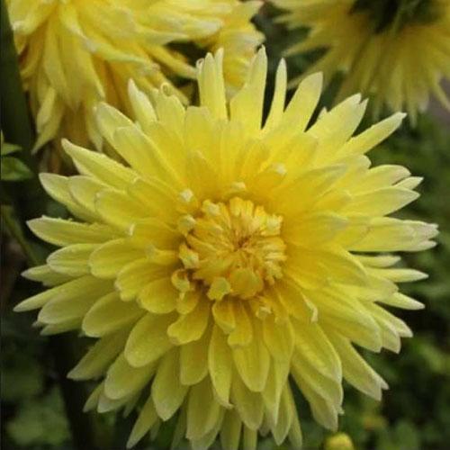 Георгина декоративная Bilbao (Бильбао) Георгина декоративная Bilbao (Бильбао)