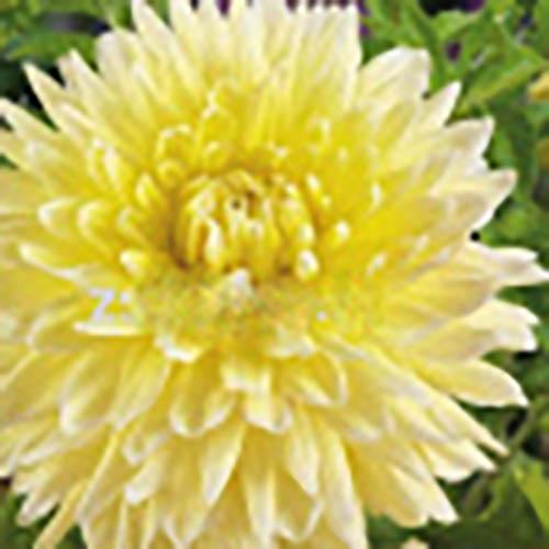 Георгина декоративная Bilbao (Бильбао) Георгина декоративная Bilbao (Бильбао)