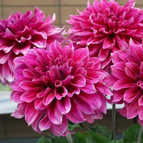 Георгина декоративная макси Emory Paul (Эмори Пол) Георгина декоративная макси Emory Paul (Эмори Пол)