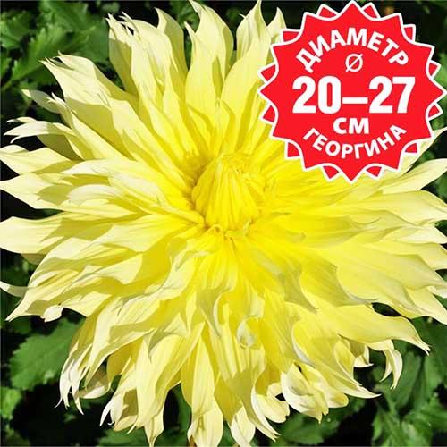 Георгина декоративная макси Ponderosa (Пондероза) Георгина декоративная макси Ponderosa (Пондероза)