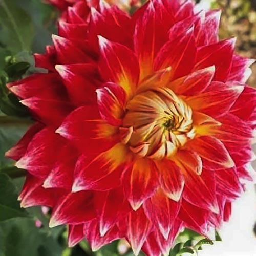 Георгина декоративная макси Tyler James (Тайлер Джеймс) Георгина декоративная макси Tyler James (Тайлер Джеймс)