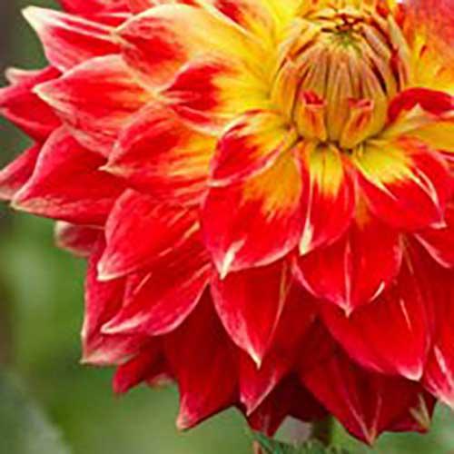 Георгина декоративная макси Tyler James (Тайлер Джеймс) Георгина декоративная макси Tyler James (Тайлер Джеймс)