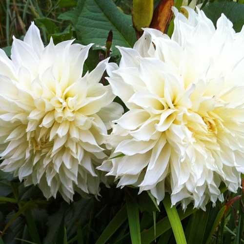 Георгина декоративная макси White Perfection (Уайт Перфекшн) Георгина декоративная макси White Perfection (Уайт Перфекшн)