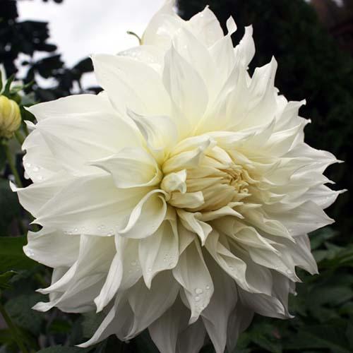 Георгина декоративная макси White Perfection (Уайт Перфекшн) Георгина декоративная макси White Perfection (Уайт Перфекшн)