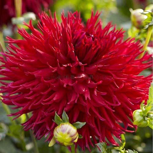 Георгина бахромчатая Jaxon (Джексон) Георгина бахромчатая Jaxon (Джексон)