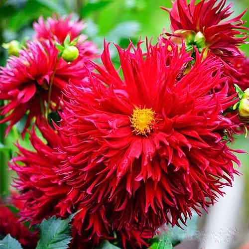 Георгина бахромчатая Jaxon (Джексон) Георгина бахромчатая Jaxon (Джексон)