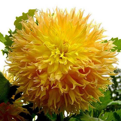 Георгина бахромчатая Mingus Joshua (Мингус Джошуа) Георгина бахромчатая Mingus Joshua (Мингус Джошуа)