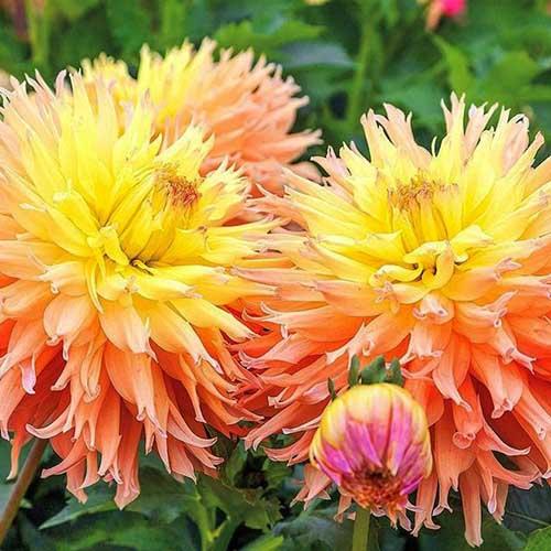 Георгина бахромчатая Mingus Joshua (Мингус Джошуа) Георгина бахромчатая Mingus Joshua (Мингус Джошуа)