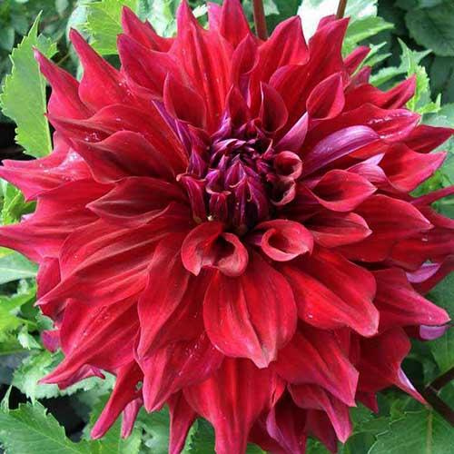 Георгина декоративная макси Zorro (Зорро) Георгина декоративная макси Zorro (Зорро)