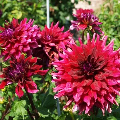 Георгина декоративная макси Zorro (Зорро) Георгина декоративная макси Zorro (Зорро)