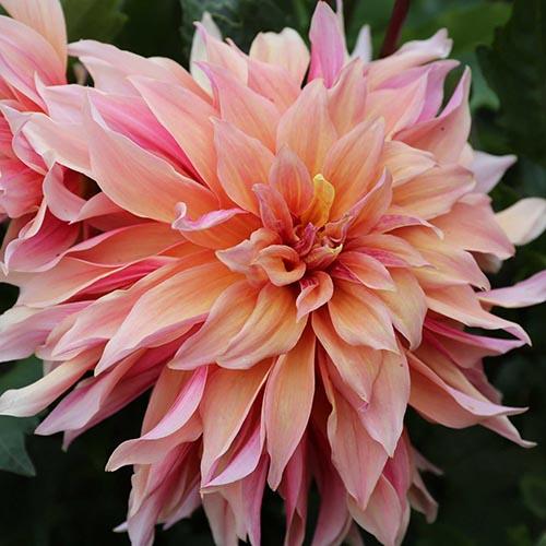 Георгина декоративная макси Labyrinth (Лабиринт) Георгина декоративная макси Labyrinth (Лабиринт)