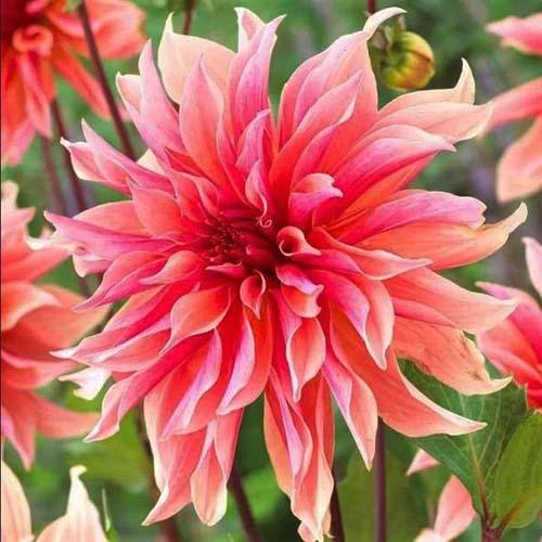 Георгина декоративная макси Labyrinth (Лабиринт) Георгина декоративная макси Labyrinth (Лабиринт)