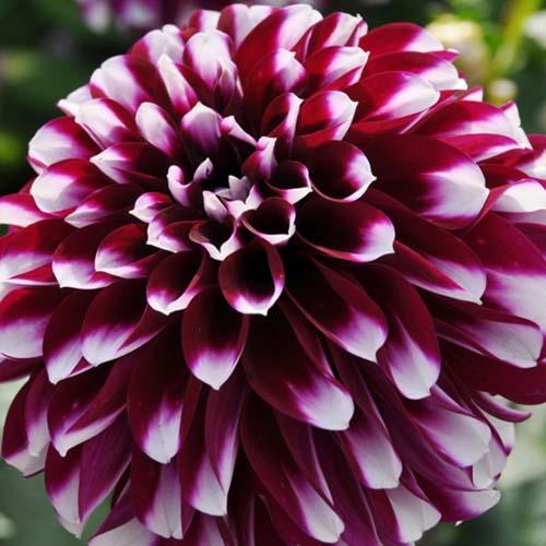 Георгина декоративная Vik Jesse (Вик Джесс) Георгина декоративная Vik Jesse (Вик Джесс)