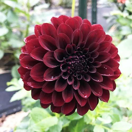 Георгина декоративная Gideon (Гидеон) Георгина декоративная Gideon (Гидеон)