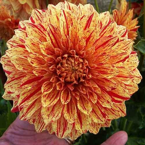 Георгина декоративная Gloriosa (Глориоза) Георгина декоративная Gloriosa (Глориоза)