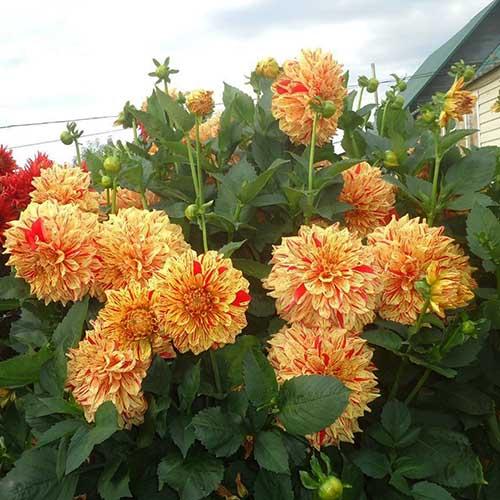 Георгина декоративная Gloriosa (Глориоза) Георгина декоративная Gloriosa (Глориоза)