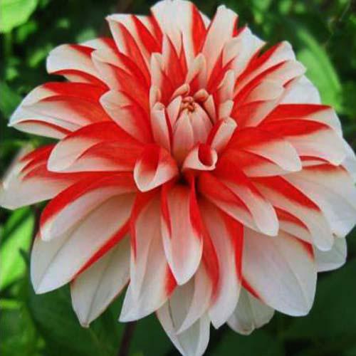 Георгина декоративная Dynamite (Динамит) Георгина декоративная Dynamite (Динамит)