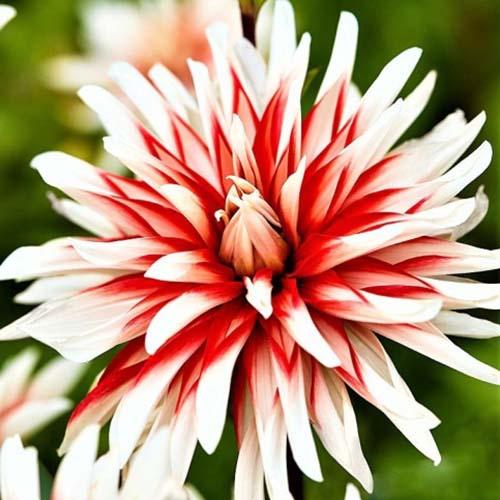 Георгина декоративная Dynamite (Динамит) Георгина декоративная Dynamite (Динамит)