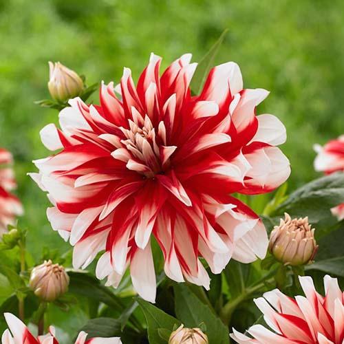 Георгина декоративная Dynamite (Динамит) Георгина декоративная Dynamite (Динамит)