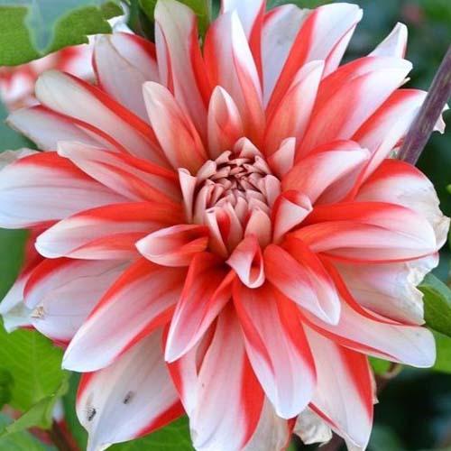 Георгина декоративная Dynamite (Динамит) Георгина декоративная Dynamite (Динамит)