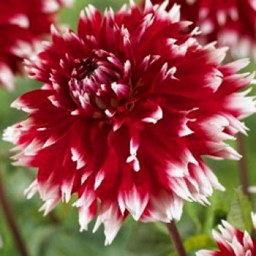 Георгина декоративная Double Jeu (Дубле Жу) Георгина декоративная Double Jeu (Дубле Жу)