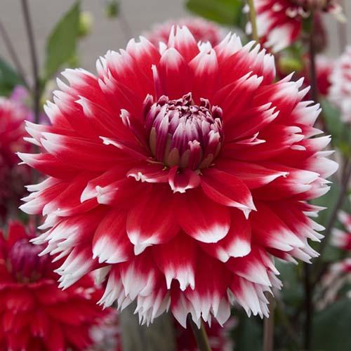 Георгина декоративная Double Jeu (Дубле Жу) Георгина декоративная Double Jeu (Дубле Жу)