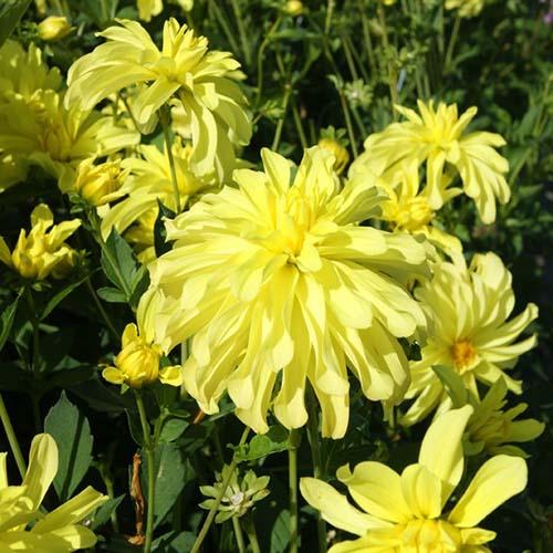 Георгина декоративная California Sunset (Калифорния Сансет) Георгина декоративная California Sunset (Калифорния Сансет)