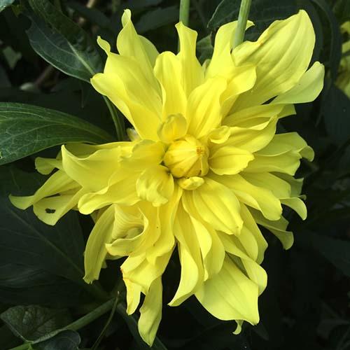 Георгина декоративная California Sunset (Калифорния Сансет) Георгина декоративная California Sunset (Калифорния Сансет)