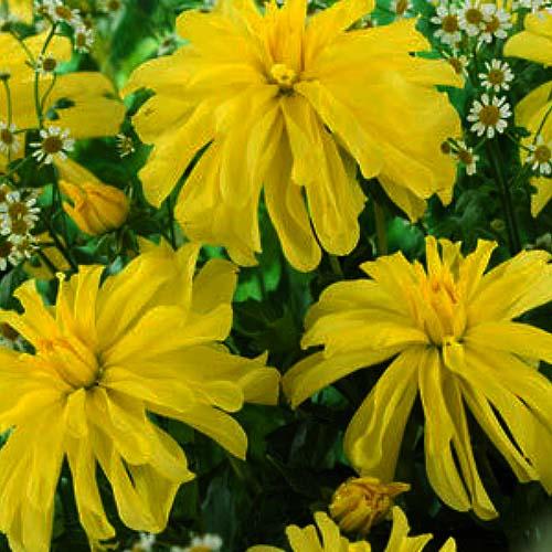 Георгина декоративная California Sunset (Калифорния Сансет) Георгина декоративная California Sunset (Калифорния Сансет)