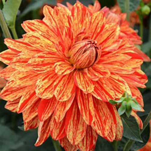 Георгина декоративная Neo (Нео) Георгина декоративная Neo (Нео)