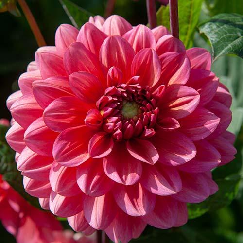 Георгина декоративная Salmon Runner (Салмон Раннер) Георгина декоративная Salmon Runner (Салмон Раннер)