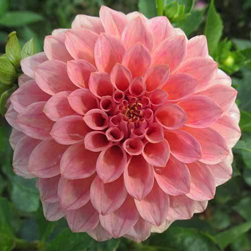 Георгина декоративная Salmon Runner (Салмон Раннер) Георгина декоративная Salmon Runner (Салмон Раннер)