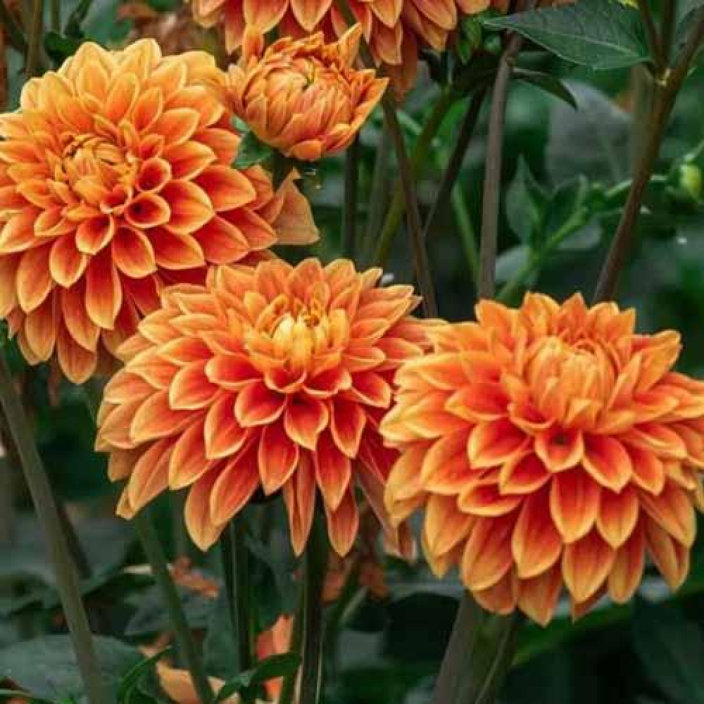 Георгина декоративная Summer Flame (Саммер Флейм) купить саженцы почтой ...