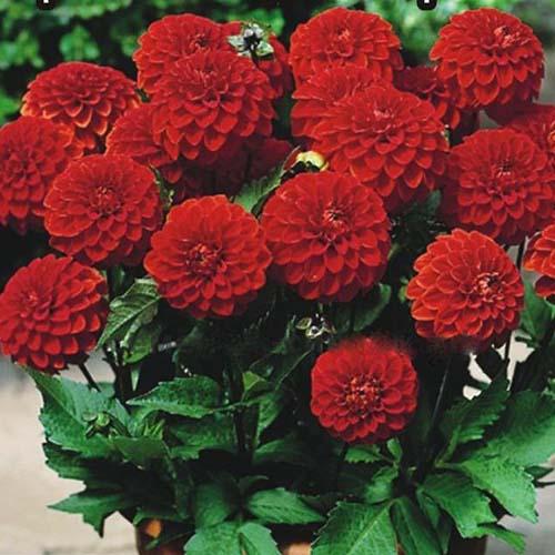 Георгина декоративная низкорослая Melody Bolero (Мелоди Болеро) Георгина декоративная низкорослая Melody Bolero (Мелоди Болеро)